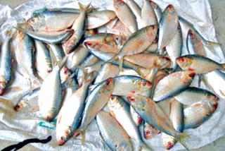 বাজারে জাটকা বিক্রি বন্ধকরণে মৎস্য দপ্তরের ঢিলেমী