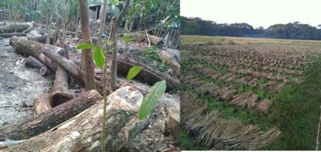 বরিশালে আদালতের নিষেদাজ্ঞা অমান্য করে গাছ ও ধান লুট করেছে ভূমিদস্যুরা