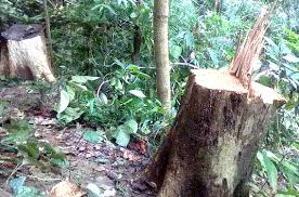 কর্মকর্তাদের মাসোয়ারা দিয়ে চলছে বনের মধ্যে অবৈধ করাতকল