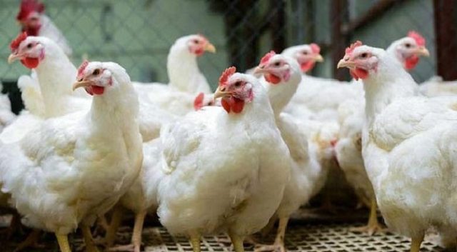 বিয়ে-পিকনিকের চাপে মুরগির বাড়তি দাম!