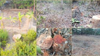 পাথরঘাটায় সংরক্ষিত বন উজার করে জমি দখল, কাটা হচ্ছে পুকুর