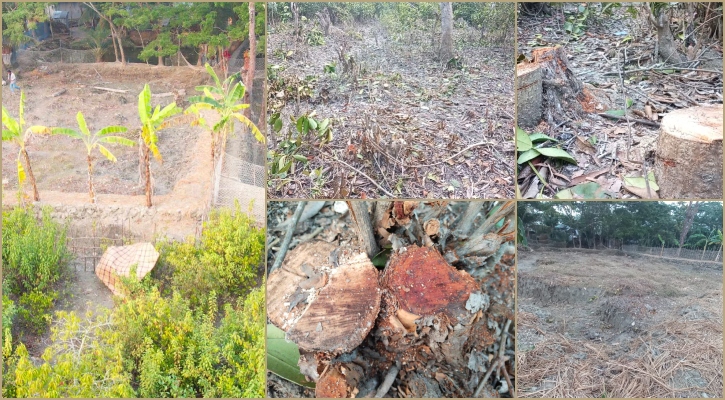পাথরঘাটায় সংরক্ষিত বন উজার করে জমি দখল, কাটা হচ্ছে পুকুর