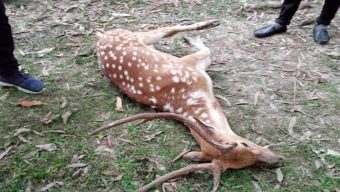 পাথরঘাটায় মারা গেল বিষখালী নদী থেকে উদ্ধার হওয়া হরিণ