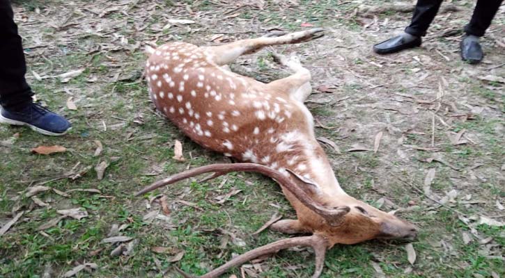 পাথরঘাটায় মারা গেল বিষখালী নদী থেকে উদ্ধার হওয়া হরিণ