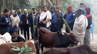 দুমকিতে ট্রাকসহ ৬ চোরাই গরু উদ্ধার