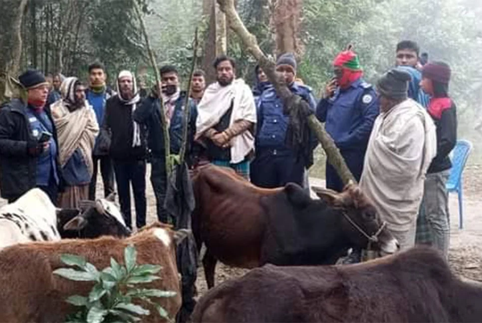 দুমকিতে ট্রাকসহ ৬ চোরাই গরু উদ্ধার