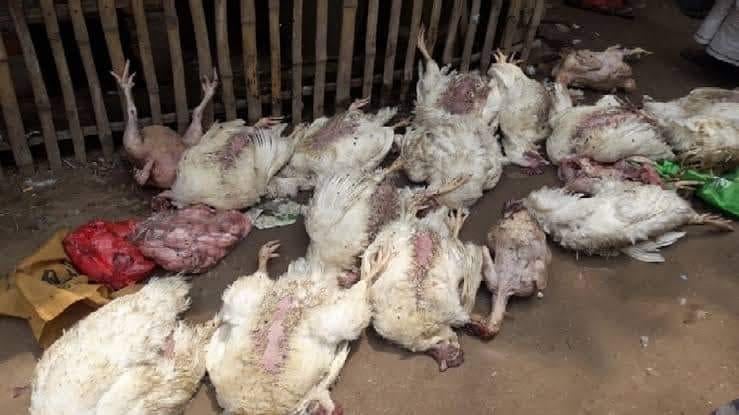 পিরোজপুরে মরা মুরগী বিক্রি করায় ব্যবসায়ীর জেল-জরিমানা