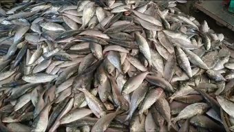 কুয়াকাটায় একটানে জেলের জালে ২০ লাখ টাকার ইলিশ