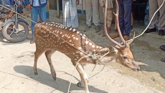পাথরঘাটায় চিকিৎসা শেষে বনে অবমুক্ত সেই হরিণ