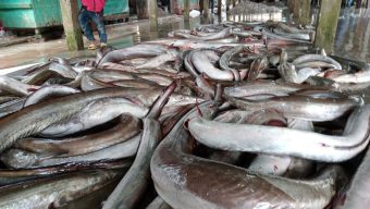 বরগুনায় প্রতিদিন ধরা পড়ছে ১০ লাখ টাকার সোনা বাইন