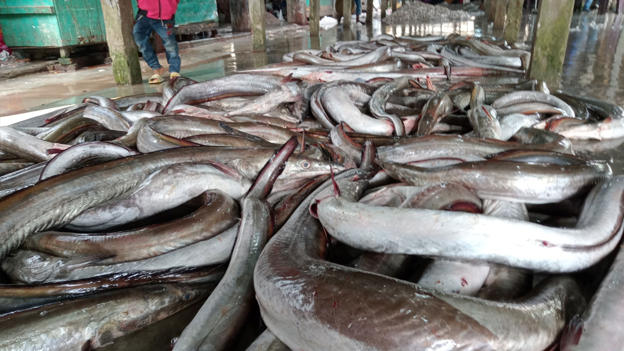 বরগুনায় প্রতিদিন ধরা পড়ছে ১০ লাখ টাকার সোনা বাইন