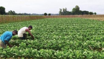 বরিশালে ১৫ লক্ষ টন শীতকালীন সবজি উৎপাদনের লক্ষ্যে মাঠে কৃষকরা
