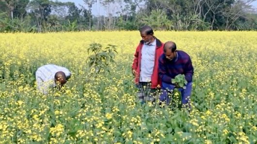 ঝালকাঠিতে সরিষার বাম্পার ফলন; কৃষকের মুখে হাসি