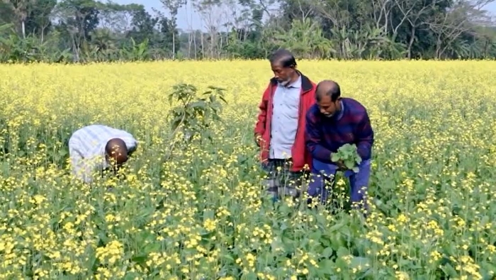 ঝালকাঠিতে সরিষার বাম্পার ফলন; কৃষকের মুখে হাসি