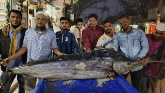 আমতলীতে ১০০ কেজি ওজনের সামুদ্রিক গোলপাতা মাছ, বিক্রি  ৫০ হাজার টাকায়