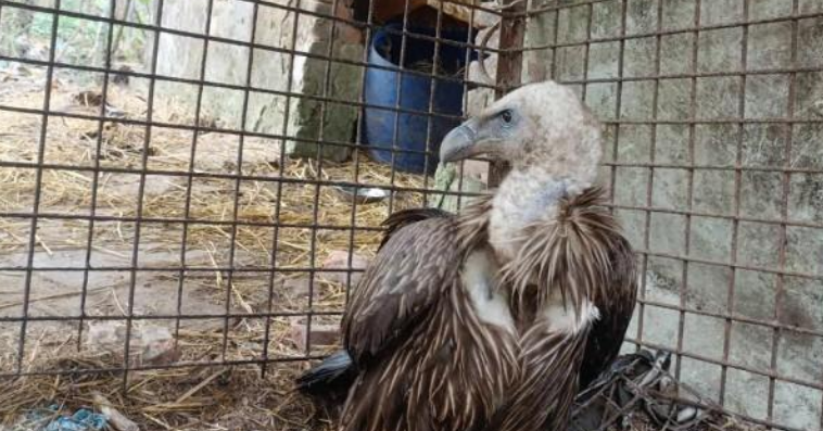 বঙ্গোপসাগরে ভাসছিল অসুস্থ শকুন, প্রাণ বাঁচালো জেলেরা