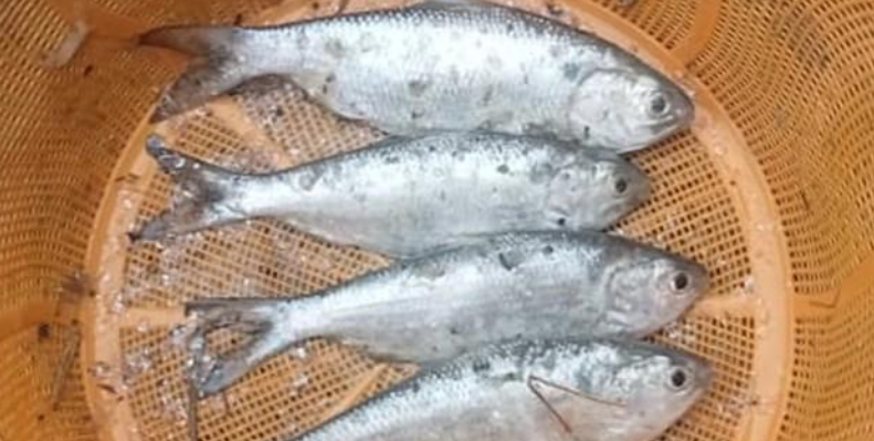 বরিশালে পুকুরে পাওয়া গেল ৪ ইলিশ!