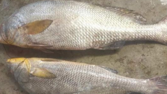 ২৪ কেজির ২ ভোল মাছ বিক্রি সোয়া লাখে