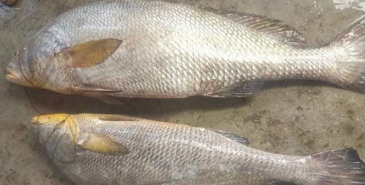 ২৪ কেজির ২ ভোল মাছ বিক্রি সোয়া লাখে