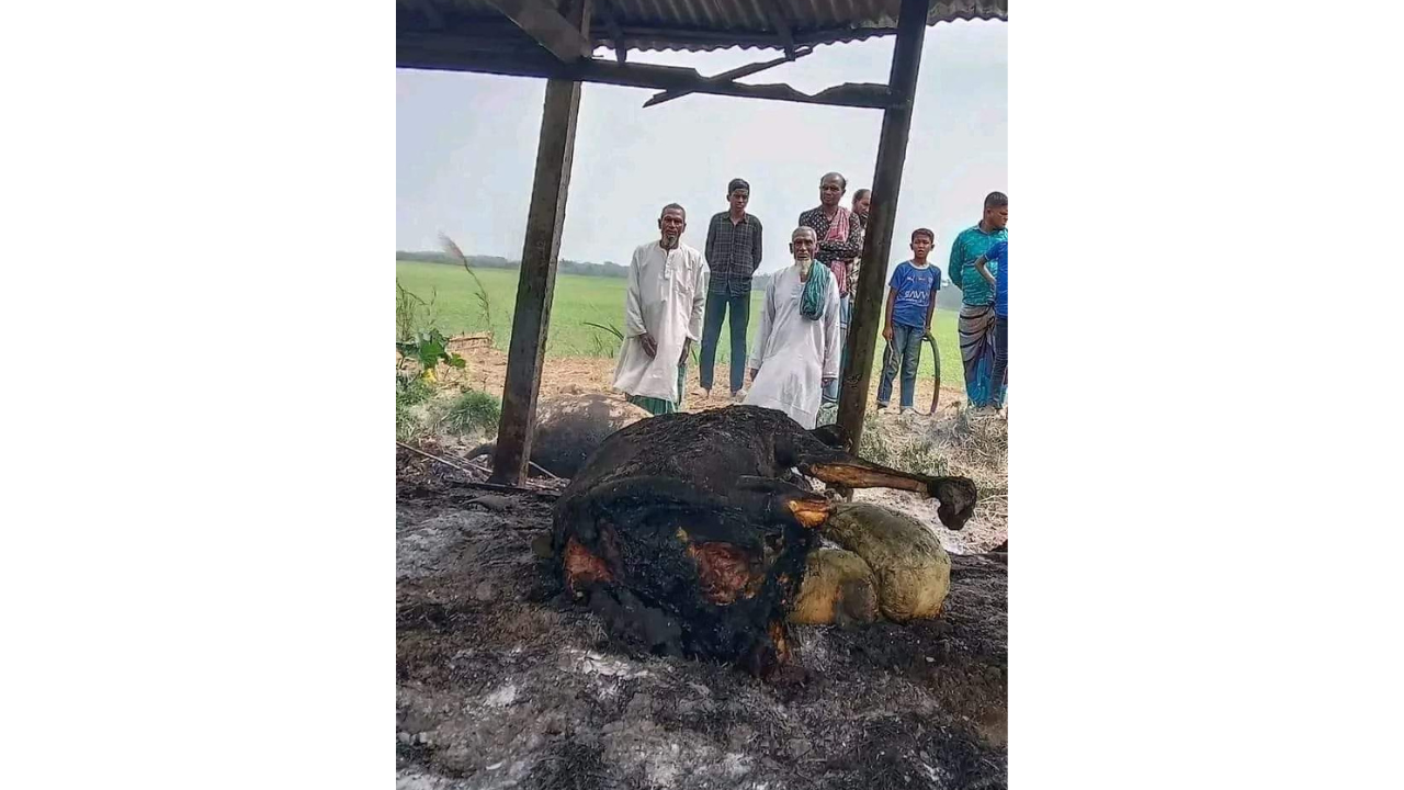মেঘনার দূর্গম চরে গরুর খামারে দুর্বৃত্তদের আগুন, পুড়ে অঙ্গার ৪টি গরু