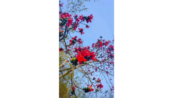 ফুল ফুটুক না ফুটুক আজ বসন্ত