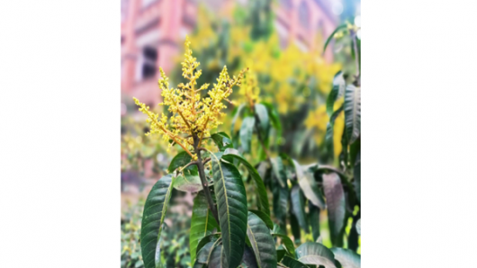 বরিশালে সবুজ পাতা ভেদ করে উঁকি দিচ্ছে আমের মুকুল