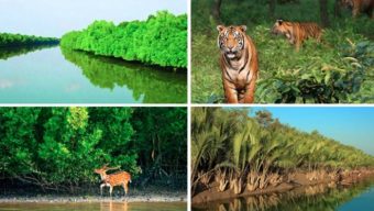 আজ সুন্দরবন দিবস