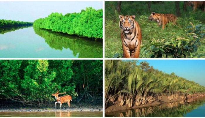 আজ সুন্দরবন দিবস