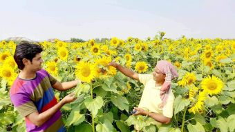 উলিপুর চরাঞ্চলে সূর্যমুখী চাষে ব্যাপক সাফল্যের সম্ভাবনা দেখছেন তিন বন্ধুর