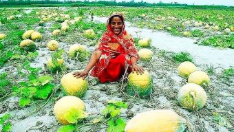 কুড়িগ্রামে বিভিন্ন চরাঞ্চলে কম খরচে মিষ্টি কুমড়ার বাম্পার ফলন