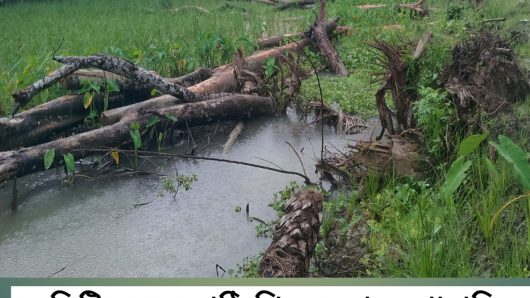 বনবিভাগের গাফিলতির কারনে নষ্ট হচ্ছে শত শত গাছ