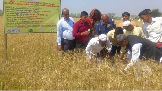 গম কর্তনের উদ্বোধন করেন গোলাম সরোয়ার টুকু এমপি বরগুনার তালতলীতে পতিত জমিতে বিনাচাষে  লবণ সহিষ্ণু  গম চাষে সাফল্য ভালো ফলনে খুশি কৃষক