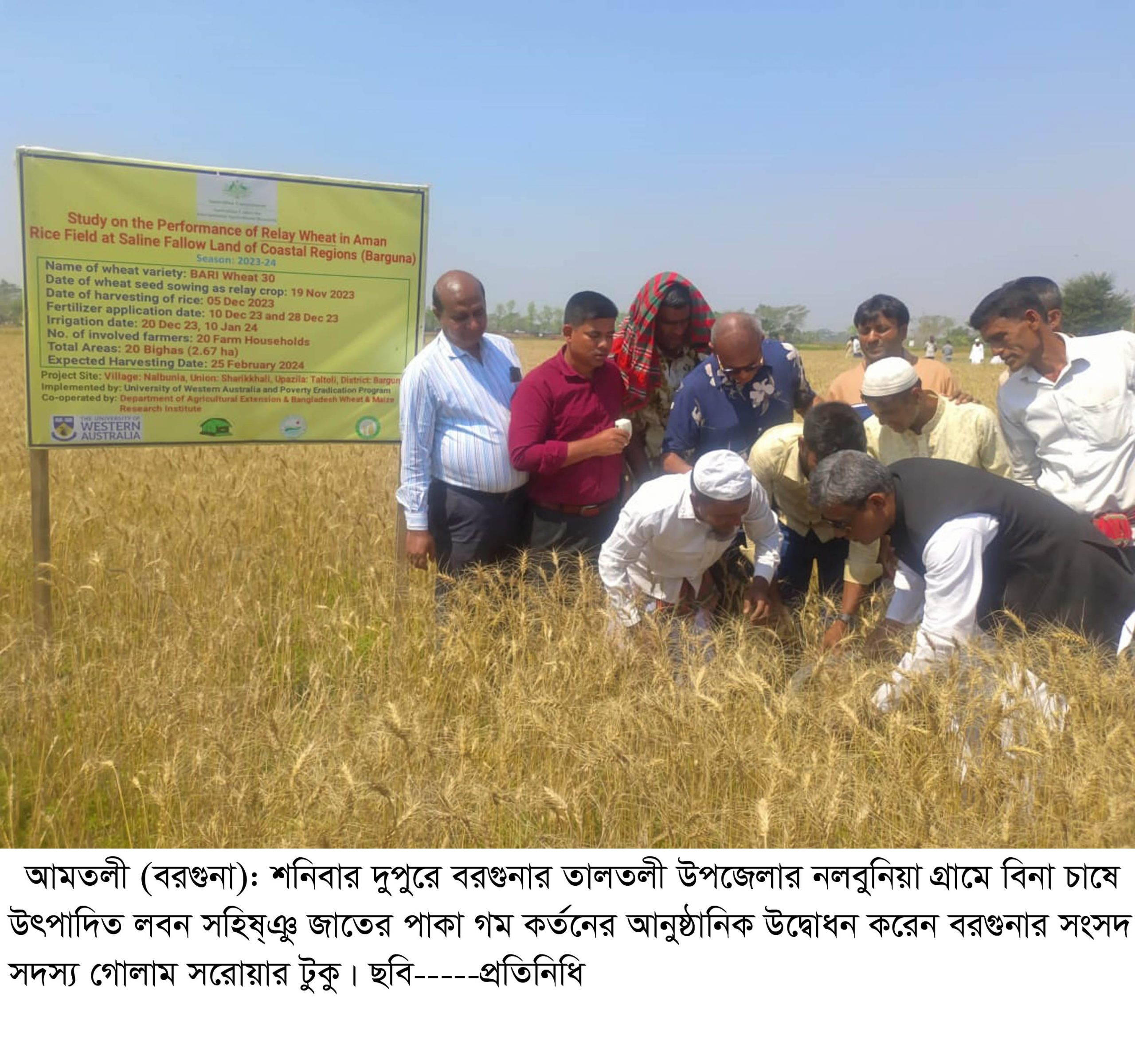 গম কর্তনের উদ্বোধন করেন গোলাম সরোয়ার টুকু এমপি বরগুনার তালতলীতে পতিত জমিতে বিনাচাষে  লবণ সহিষ্ণু  গম চাষে সাফল্য ভালো ফলনে খুশি কৃষক