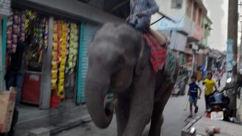 মাসে দুই তিন বার হাতি দিয়ে চাঁদা তুলছেন,  ব্যবসায়ীরা অতিষ্ঠ