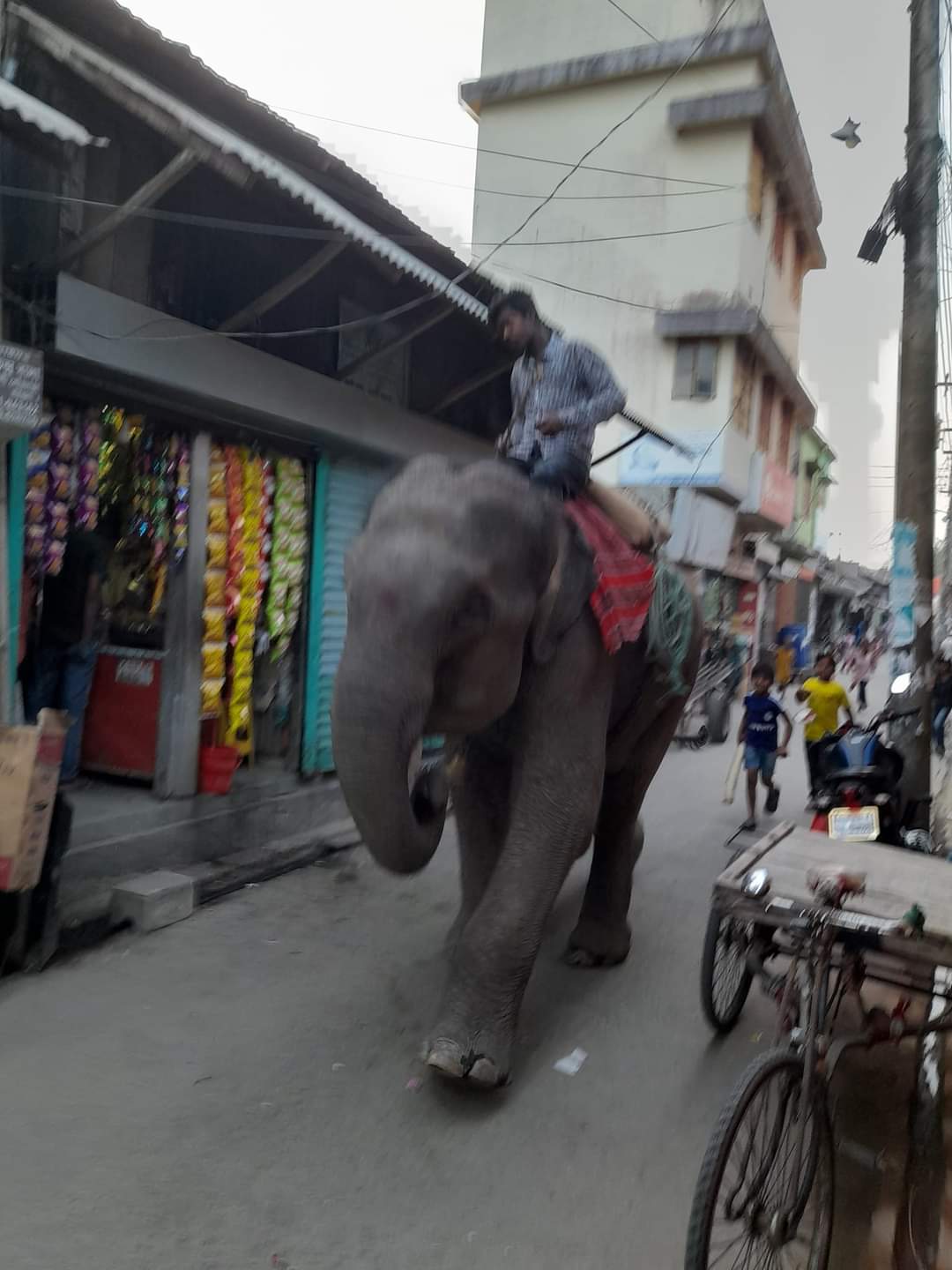 মাসে দুই তিন বার হাতি দিয়ে চাঁদা তুলছেন,  ব্যবসায়ীরা অতিষ্ঠ