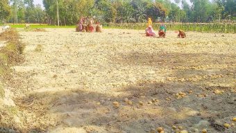 কৃষক-কৃষানিরা ব্যস্ত সময় পার করছেন  আলু তোলার কাজে