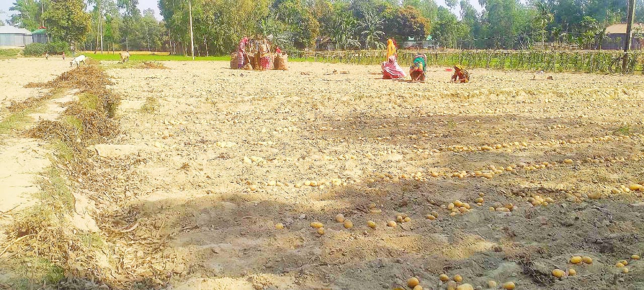কৃষক-কৃষানিরা ব্যস্ত সময় পার করছেন  আলু তোলার কাজে