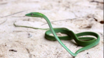 পটুয়াখালীতে দেখা মিলল বিলুপ্তপ্রায় উড়ন্ত লাউ ডগা সাপের