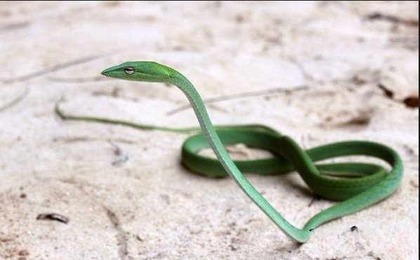 পটুয়াখালীতে দেখা মিলল বিলুপ্তপ্রায় উড়ন্ত লাউ ডগা সাপের