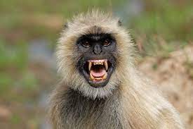 মুখপোড়া হনুমানের আক্রমণে শিক্ষার্থীসহ আ*হত ৩