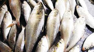 বাউফলে সাতশত কেজি জাটকা ইলিশ জব্দ, গ্রেপ্তার-৩