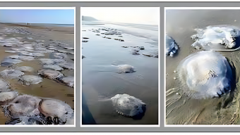 কুয়াকাটা সৈকতে ভেসে আসছে মৃত জেলিফিশ