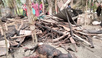 গোয়াল ঘরে আগুন, কুড়িগ্রামে কৃষকের চার গরু পুড়ে ছাই
