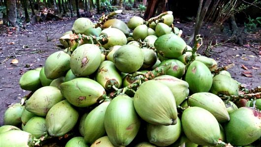 বরিশালে আকাশচুম্বী ডাবের দাম, নিম্ন-মধ্যবিত্তদের ক্রয় ক্ষমতার বাইরে