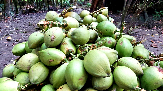 বরিশালে আকাশচুম্বী ডাবের দাম, নিম্ন-মধ্যবিত্তদের ক্রয় ক্ষমতার বাইরে