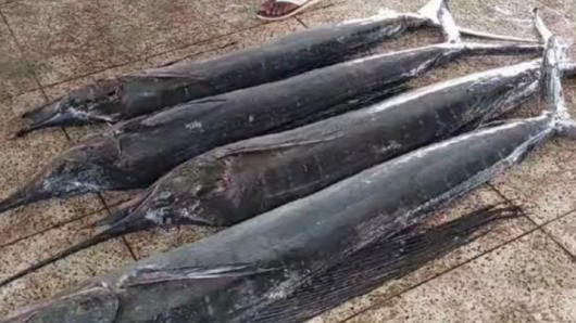 বঙ্গোপসাগরে জেলের জালে ধরা পড়ল ৩ মণের ৪ পাখি মাছ