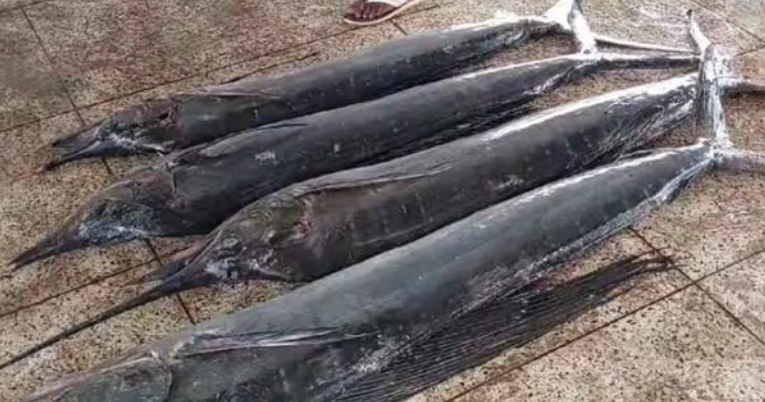 বঙ্গোপসাগরে জেলের জালে ধরা পড়ল ৩ মণের ৪ পাখি মাছ