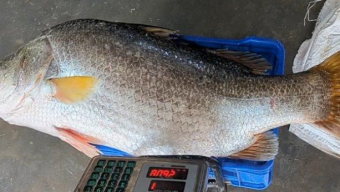 কুয়াকাটায় জেলের জালে ২৬ কেজির কোরাল, ৩২ হাজারে বিক্রি