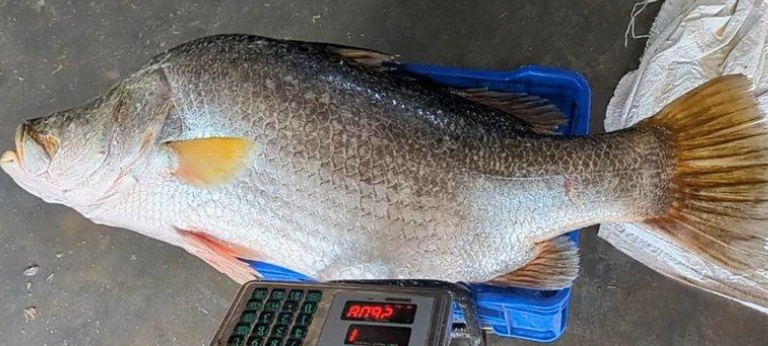 কুয়াকাটায় জেলের জালে ২৬ কেজির কোরাল, ৩২ হাজারে বিক্রি