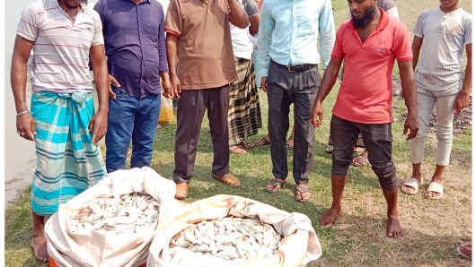 বিপুল পরিমাণ জাটকা জব্দ ॥ ১৫ জেলের জরিমানা